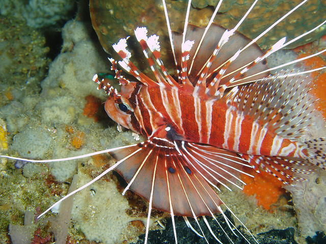 Buceo en Lombok